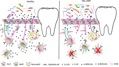 HIV-Associated Interactions Between Oral Microbiota and Mucosal Immune Cells: Knowledge Gaps and Future Directions